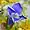 Gentianopsis procera, lesser fringed gentian, Moonlight Bay vicinity