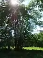 Sunlight through a tree