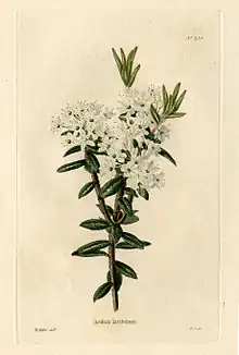 Illustration by William&nbsp;Miller