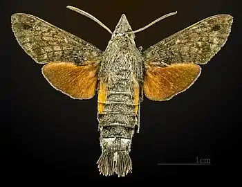 Dorsal view