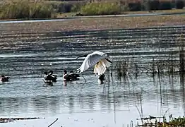 white ibis