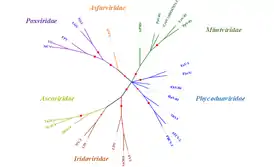 The evolutionary history was inferred by using the Maximum Likelihood method based on the JTT matrix-based model [1]. The bootstrap consensus tree inferred from 100 replicates is taken to represent the evolutionary history of the taxa analyzed. Branches corresponding to partitions reproduced in less than 50% bootstrap replicates are collapsed. The percentage of replicate trees in which the associated taxa clustered together in the bootstrap test (100 replicates) are shown by the size of red node on each brach. Initial tree(s) for the heuristic search were obtained automatically by applying Neighbor-Join and BioNJ algorithms to a matrix of pairwise distances estimated using a JTT model, and then selecting the topology with superior log likelihood value. The analysis involved 26 amino acid sequences. There were a total of 2599 positions in the final dataset. Evolutionary analyses were conducted in MEGA7.