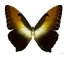 M. hecuba, the largest morpho, with a wingspan of up to 20&nbsp;cm (7.9&nbsp;in)