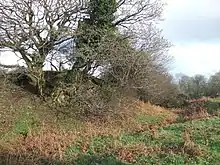 grassy mound with trees growing on it