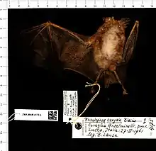Skin of Decken's horseshoe bat