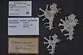 Museum specimens Homalocantha scorpio (Linnaeus, 1758)