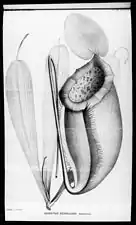 Illustration of N.&nbsp;merrilliana from Macfarlane's type description of 1911