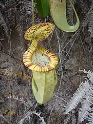 N. mirabilis var. echinostoma × N.&nbsp;rafflesiana