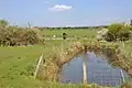 Nursery Pond