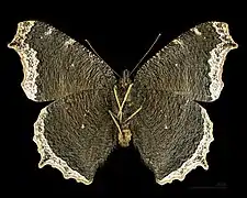 Male, ventral side