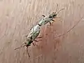 Nysius thymi