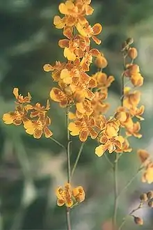Oncidium harrisonianum