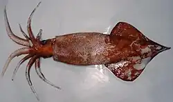 Large mature female of Onykia robsoni (88.5&nbsp;cm ML) weighing 11.1&nbsp;kg