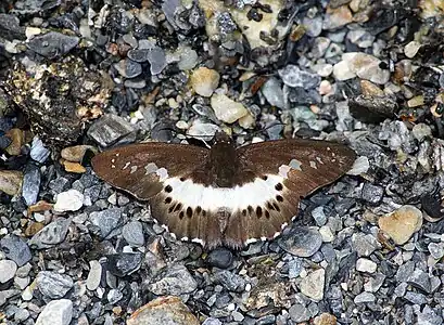 Seseria sambara