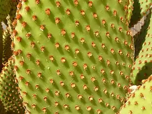 Cladode with glochids