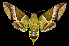 Oryba kadeni  ♀