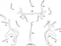Enterogyrus malmbergi, sclerotised parts