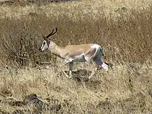 Brown and white bovid