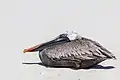 Galapagos brown pelican (Pelecanus occidentalis urinator) in Tortuga Bay.