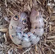 Caterpillar