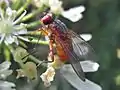Female.Netherlands