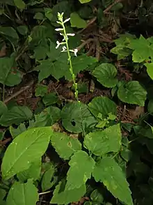 P.&nbsp;nana (syn. P.&nbsp;leptostachya var. asiatica)