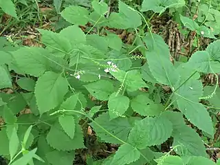 P.&nbsp;oblongifolia