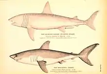 Monochromatic drawings of two sharks, one labeled "the basking shark, or bone shark&nbsp;– Cetorhinus maximus", and the other "the mackerel shark&nbsp;– Lamna cornubica"