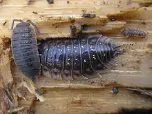 Image 22Porcellio scaber and Oniscus asellus (Peracarida: Isopoda) (from Malacostraca)