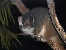 Brown possum