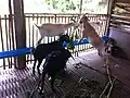 Goats on the school farm eating mulberry branches