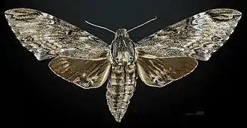 Female, dorsal view