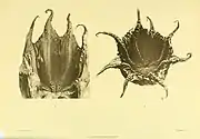 Two images of webbed octopus from underneath