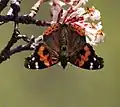 In Kullu district, Himachal Pradesh, India (around 11,500 feet (3,500&nbsp;m))