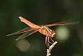 side view female