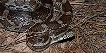Slowinski’s cornsnake (Pantherophis slowinskii), in situ, Colorado County, Texas (May 2018).