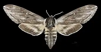 Female dorsal view