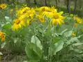 Balsamorhiza sagittata in East Knox Mountain Park, British Columbia, Canada.
