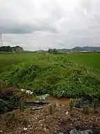 Near the Seohaean Expressway37°15′34″N 126°53′13″E﻿ / ﻿37.25944°N 126.88694°E﻿ / 37.25944; 126.88694