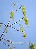 "flowers"