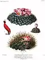 Denmoza rhodocantha from The Cactaceae (1919-1923) by Britton et Rose, Vol. III. (1922)
