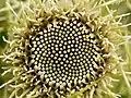Florets of Thistle (Cirsium wallichii)