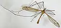 Tipula lateralis specimen North Wales