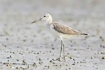 Image 10GreenshankPhotograph: JJ HarrisonThe common greenshank  (Tringa nebularia) is a sub-Arctic migratory wader which breeds from northern Scotland eastwards across northern Europe and Asia. They feed on small invertebrates, but will also take small fish and amphibians.More selected pictures