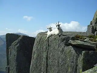 Tryfan and neighbouring parts of the Glyderau are home to feral goats&nbsp;.