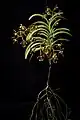 Specimen plant