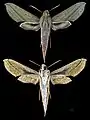 Xylophanes elara