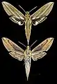 Xylophanes indistincta
