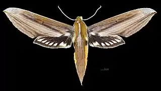 Female dorsal