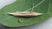 Cocoon